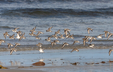 Shallow birds in the prenuptial step on Galician beaches