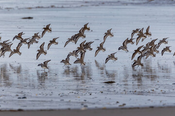 Shallow birds in the prenuptial step on Galician beaches