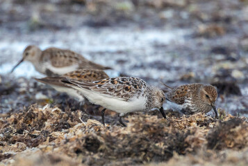 Shallow birds in the prenuptial step on Galician beaches