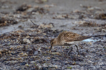 Shallow birds in the prenuptial step on Galician beaches