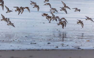 Shallow birds in the prenuptial step on Galician beaches