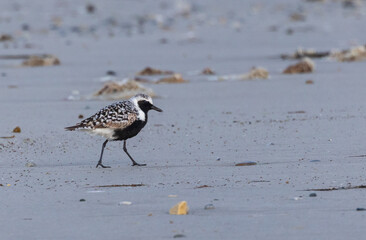 Shallow birds in the prenuptial step on Galician beaches