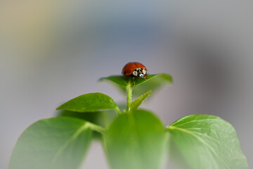 ladybug on a leaf
