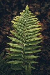 Sigle fern leaf ona joung plant in a late spring, west sussex, uk