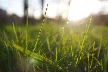 Gras