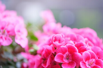Obraz premium ピンク色のゼラニウムの花びらを背景をぼかして浮き上がらせる。露出を明るく仕上げる。