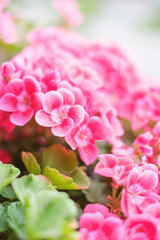 ピンク色のゼラニウムの花びらを背景をぼかして浮き上がらせる。露出を明るく仕上げる。