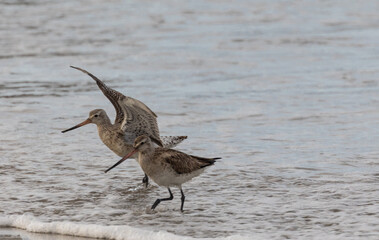 different spectacular moments of the Bar-tailed Godwit