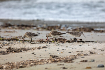 different spectacular moments of the Bar-tailed Godwit