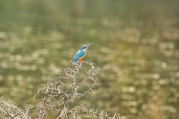 Common Kingfisher sitting on the branch of a tree . It can be used as a perfect wallpaper
