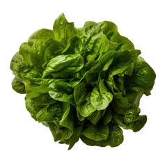Green lettuce leaves isolated