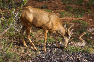 Mule deer (Odocoileus hemionus) in the woods of Grand Canyon National Park, Utah, USA, America. Wild animal grassing next to road. Focused closed up view on the huge antlers of deer in wilderness