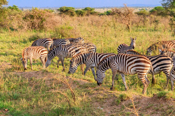 Fototapeta premium Herd of zebras in savanna in Serengeti national park in Tanzania. Wildlife of Africa