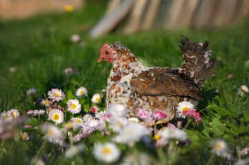 beautiful dwarf chicken walking on grass and flowers