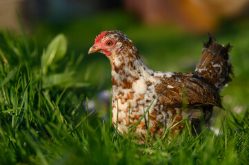 beautiful dwarf chicken walking on grass in the sun