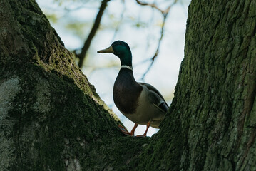 The mallard on the tree in the park in the morning