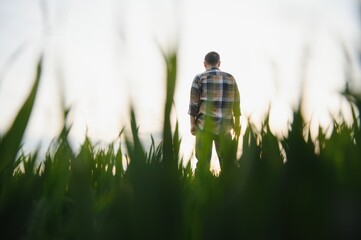 Portrait of senior farmer standing in green wheat field.