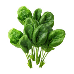 Fresh spinach leaves isolated