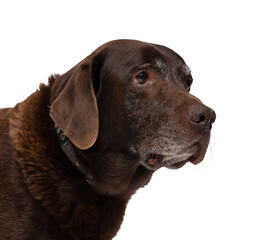portrait of a older labrador retriever on transparent background