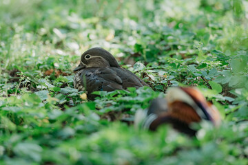 The Mandarin ducks are lying on the grass in the park.