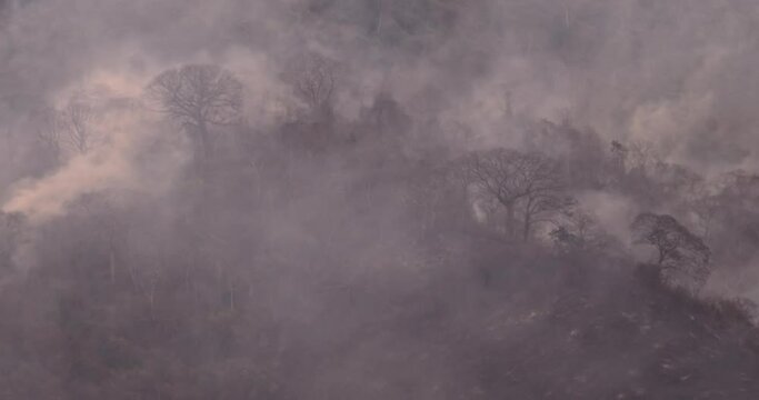 Devastated Landscape: Calcined Trees and Smoky Desolation after Wildfire.