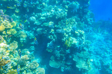 Fototapeta na wymiar Indo-Pacific sergeant (Abudefduf vaigiensis), also known as the Sergeant major on coral reef in the Red sea. School of fish undersea