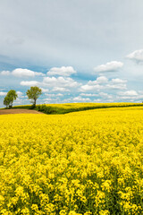 Obraz premium Blooming yellow rapeseed flowers, Farmland, sustainable agriculture, landscape, Vertical photo
