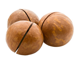 macadamia, nut, isolated on white background, full depth of field