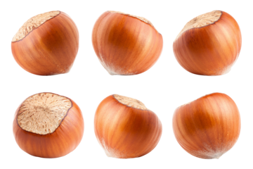 hazelnut isolated on white background, full depth of field
