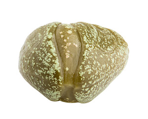 caper isolated on white background, full depth of field