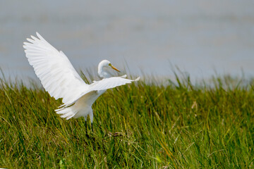 egret from sundarban mangrove forest bangladesh