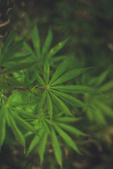 Naklejka na ściany i meble cannabis leaf - marijuana leaf close up - stock photo of a cannabis leaf - drugs