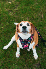 jack russell terrier