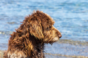 Shaggy red stray dog. The sea is in the background.