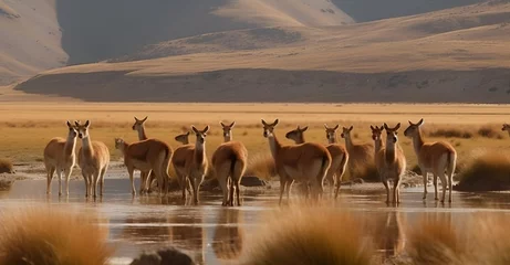 Fotobehang Vicunas or lamas in Bolivian altiplano © StockSavant