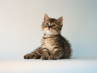 chaton tigré de 2 mois