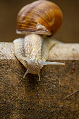 Schnecke