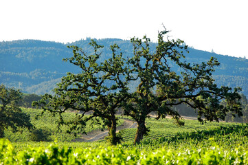 Fototapeta na wymiar Trees in vineyards on a hillside in Sonoma in early morning sun