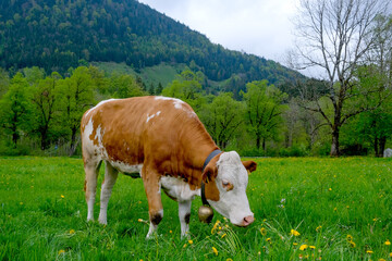 Fototapeta na wymiar A young cow is grazing in the meadow.