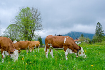 Fototapeta na wymiar A herd of cows grazes in a meadow in Bavaria.