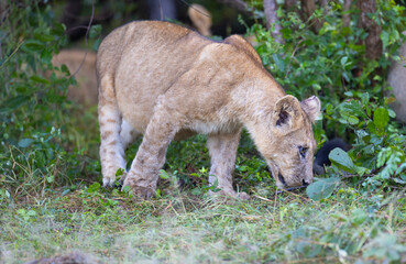 Lion cub in pride feeding on prey in natural African habitat