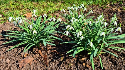 Little white flowers of the Galanthus appear in forest glades in early spring