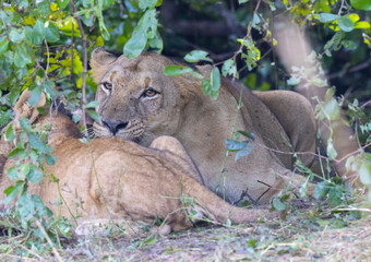 Lion pride feeding on prey in natural African habitat