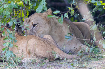 Lion pride feeding on prey in natural African habitat