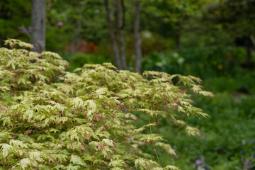Beautiful leaves of the Acer Palmatum 'Peaches and Cream' tree, photographed in spring the Wisley garden, Surrey UK
