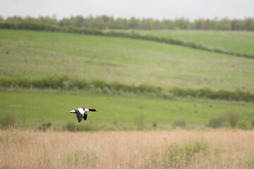 Wide shot of a Common Shelduck (Tadorna tadorna) in flight over fields and reedbeds. May, Springtime, Yorkshire, UK