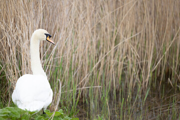 Large mute swan (Cygnus olor) amongst the reedbed, Yorkshire, July, Summer, UK
