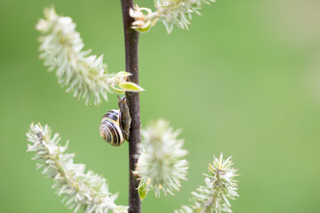 Brown-lipped snail (Cepaea nemoralis) on