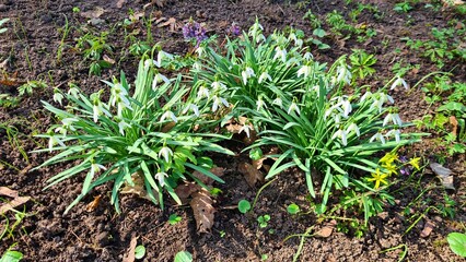 Little white flowers of the Galanthus appear in forest glades in early spring