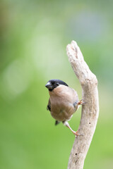 Obraz premium Beautiful Adult female Eurasian Bullfinch (Pyrrhula pyrrhula) perched on a branch - Yorkshire, UK in May.